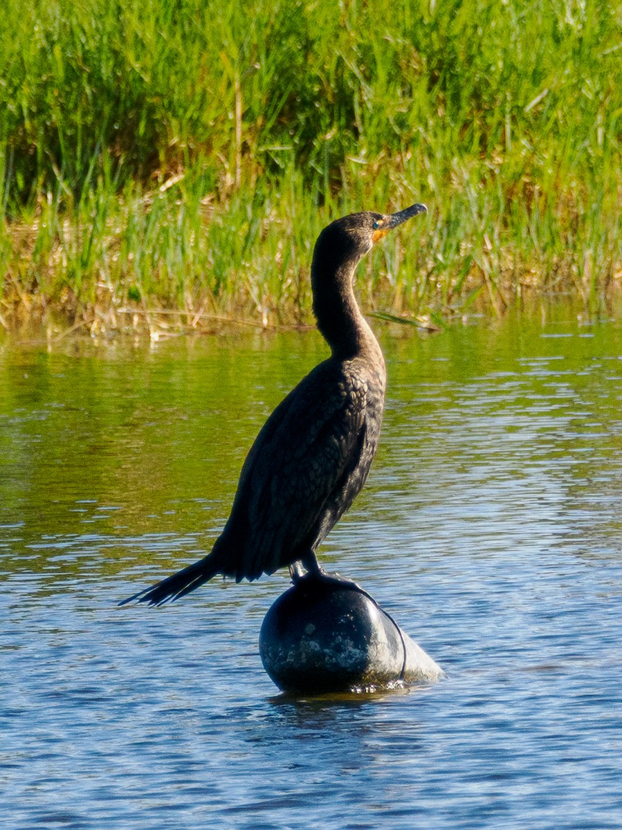 Double-crested Cormorant - ML646854942