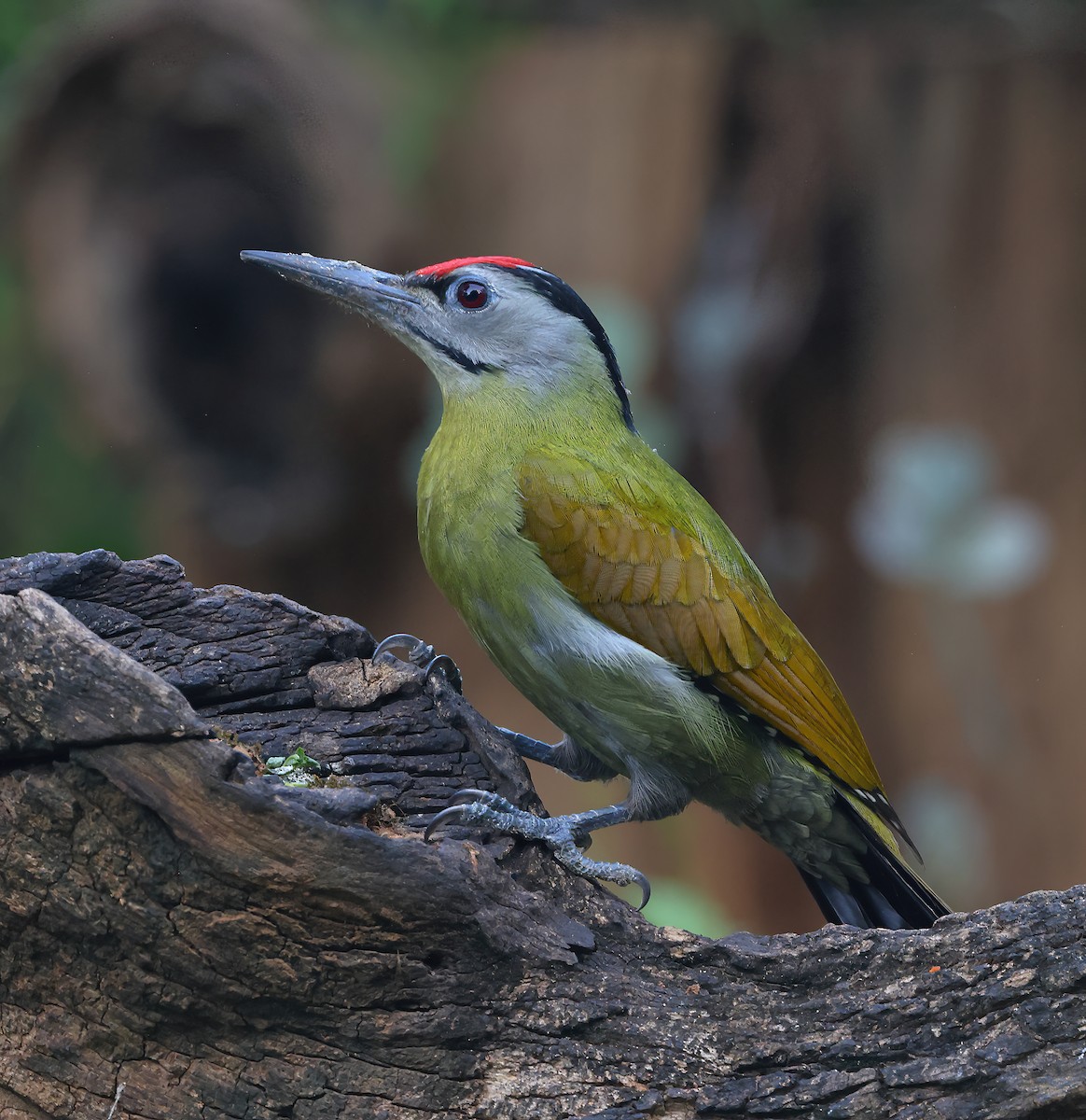 Gray-headed Woodpecker - ML646854948