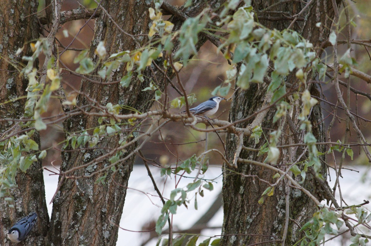 White-breasted Nuthatch - ML646854949