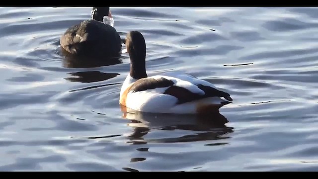 Volpoca - ML646854951