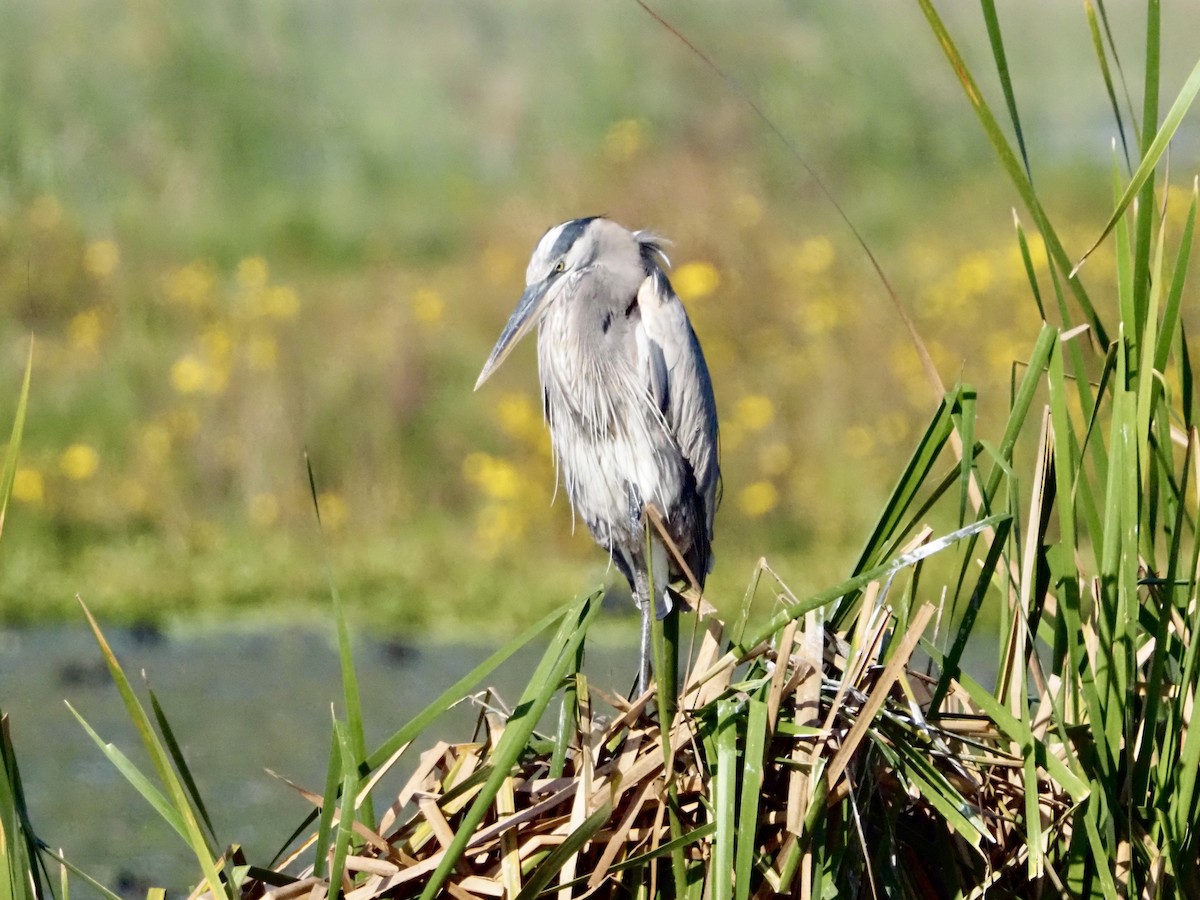 Great Blue Heron - ML646854952
