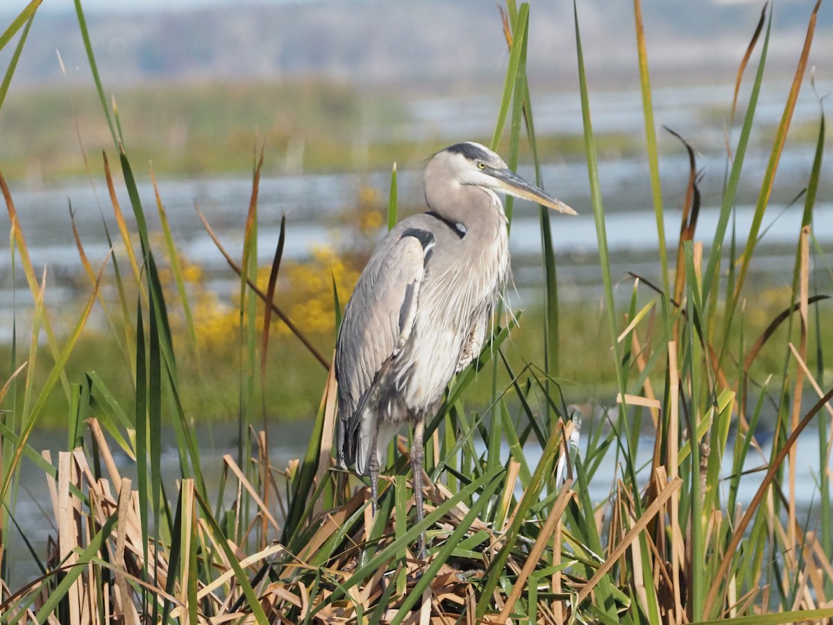 Great Blue Heron - ML646854954