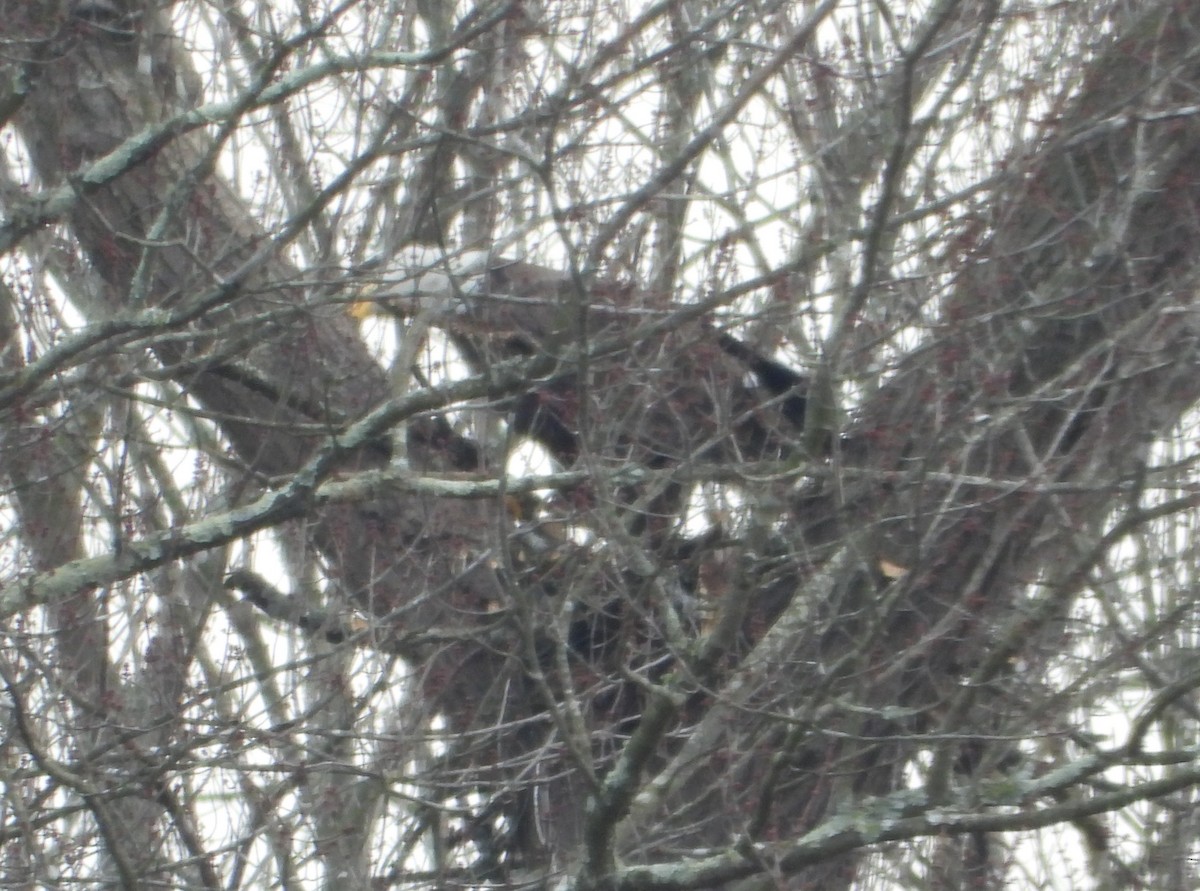 ハクトウワシ - ML646854956