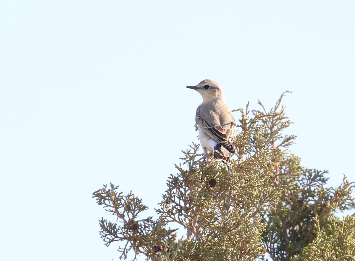 穗䳭 - ML646854959