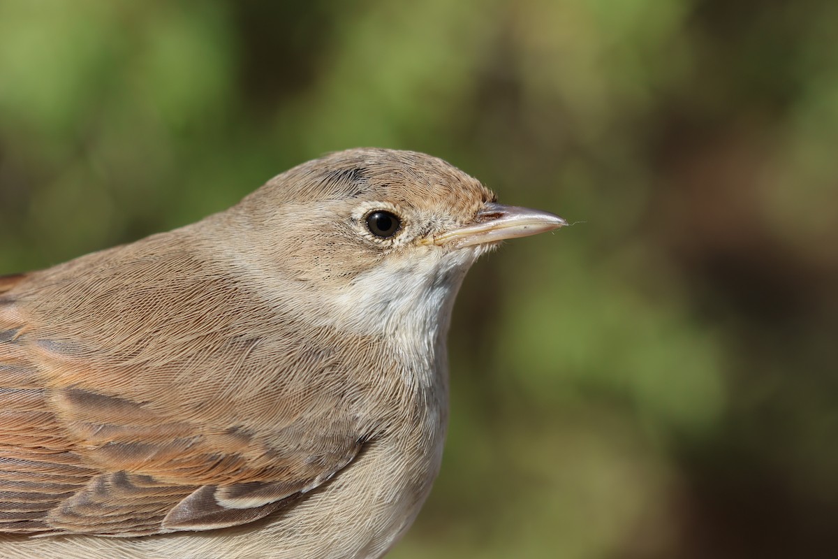 Fauvette grisette - ML646854960