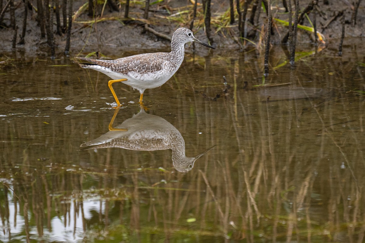 plystresnipe - ML646854961