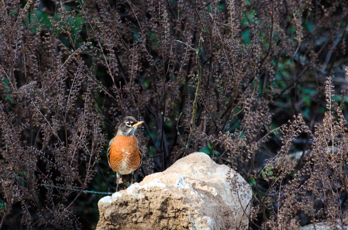 American Robin - ML646854965
