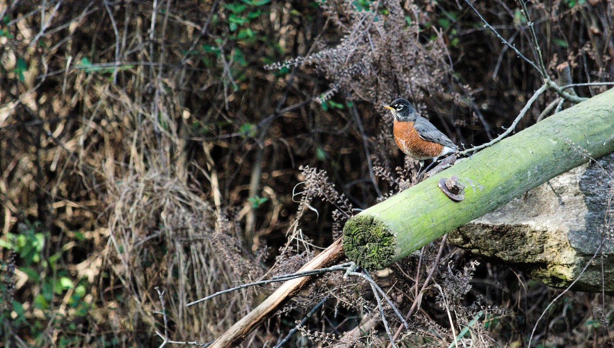 American Robin - ML646854966