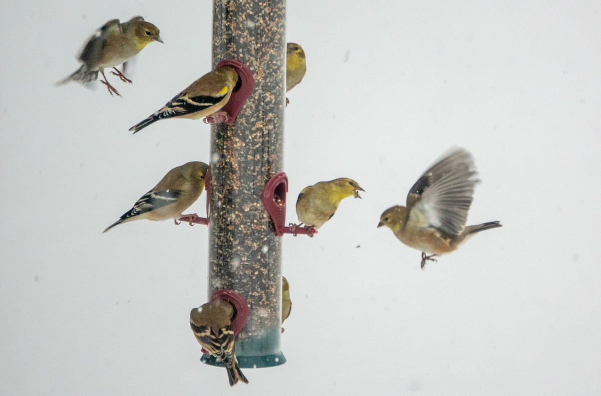 Jilguero Yanqui - ML646854967