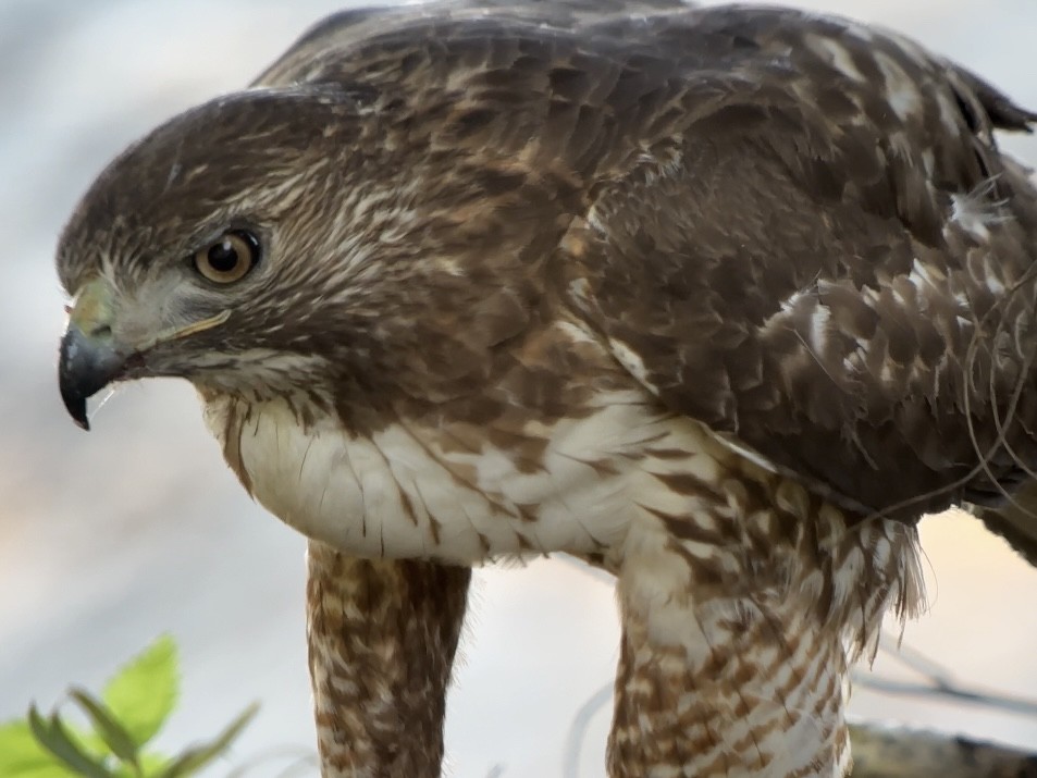 Red-tailed Hawk - ML646854968