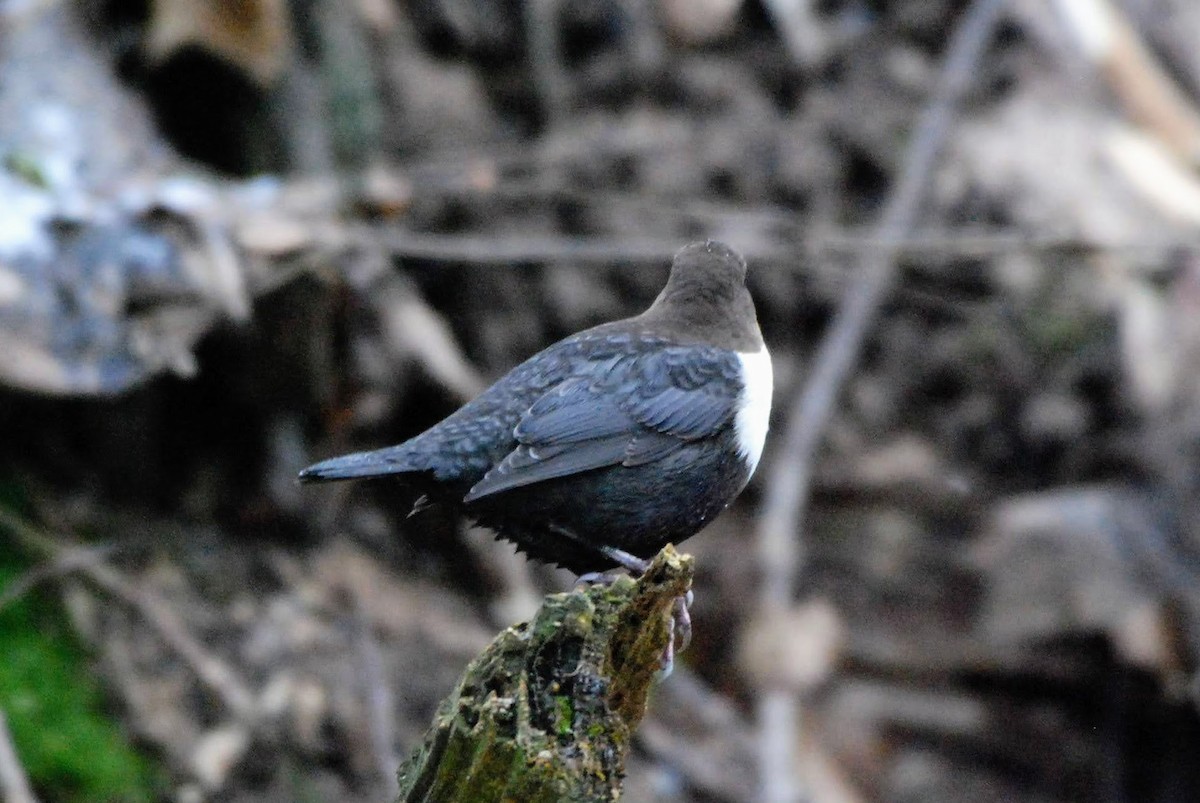 White-throated Dipper - ML646854970