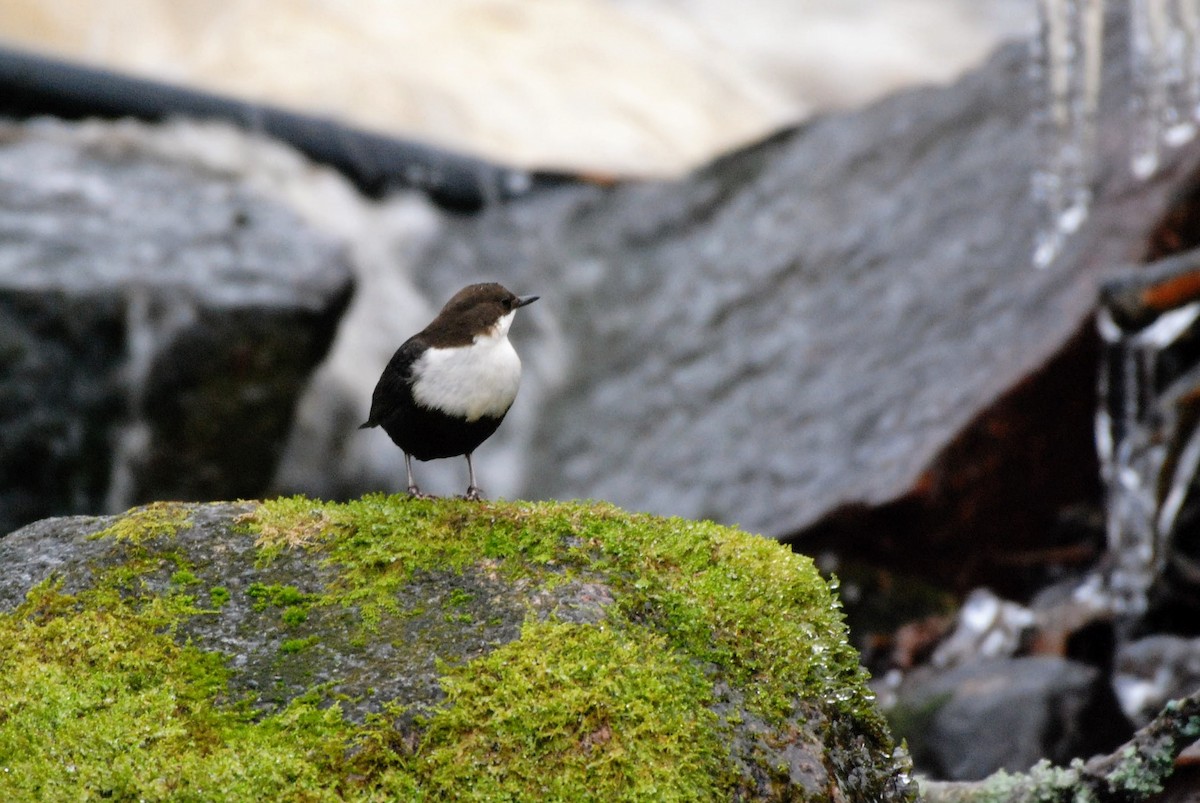 White-throated Dipper - ML646854971