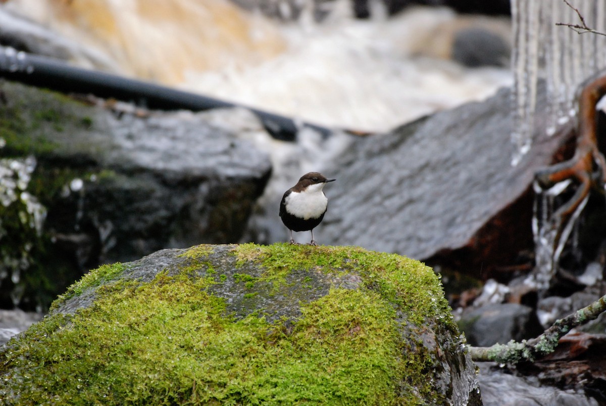 White-throated Dipper - ML646854972