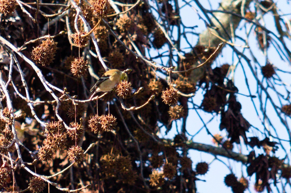 American Goldfinch - ML646854974