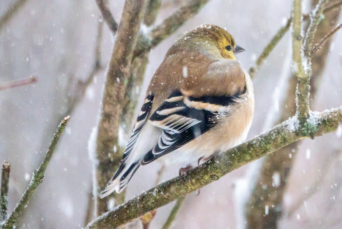 Jilguero Yanqui - ML646854975