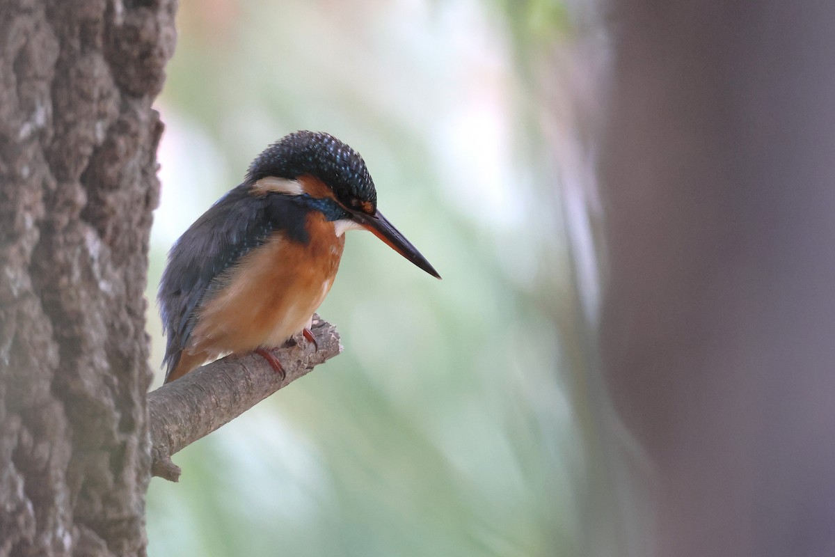 Martin-pêcheur d'Europe - ML646854976