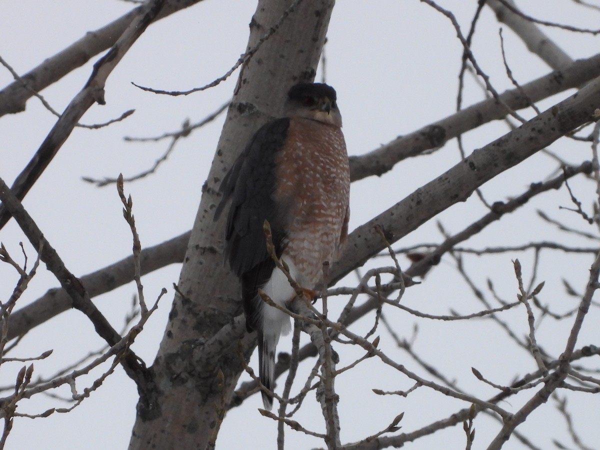 Cooper's Hawk - ML646854978