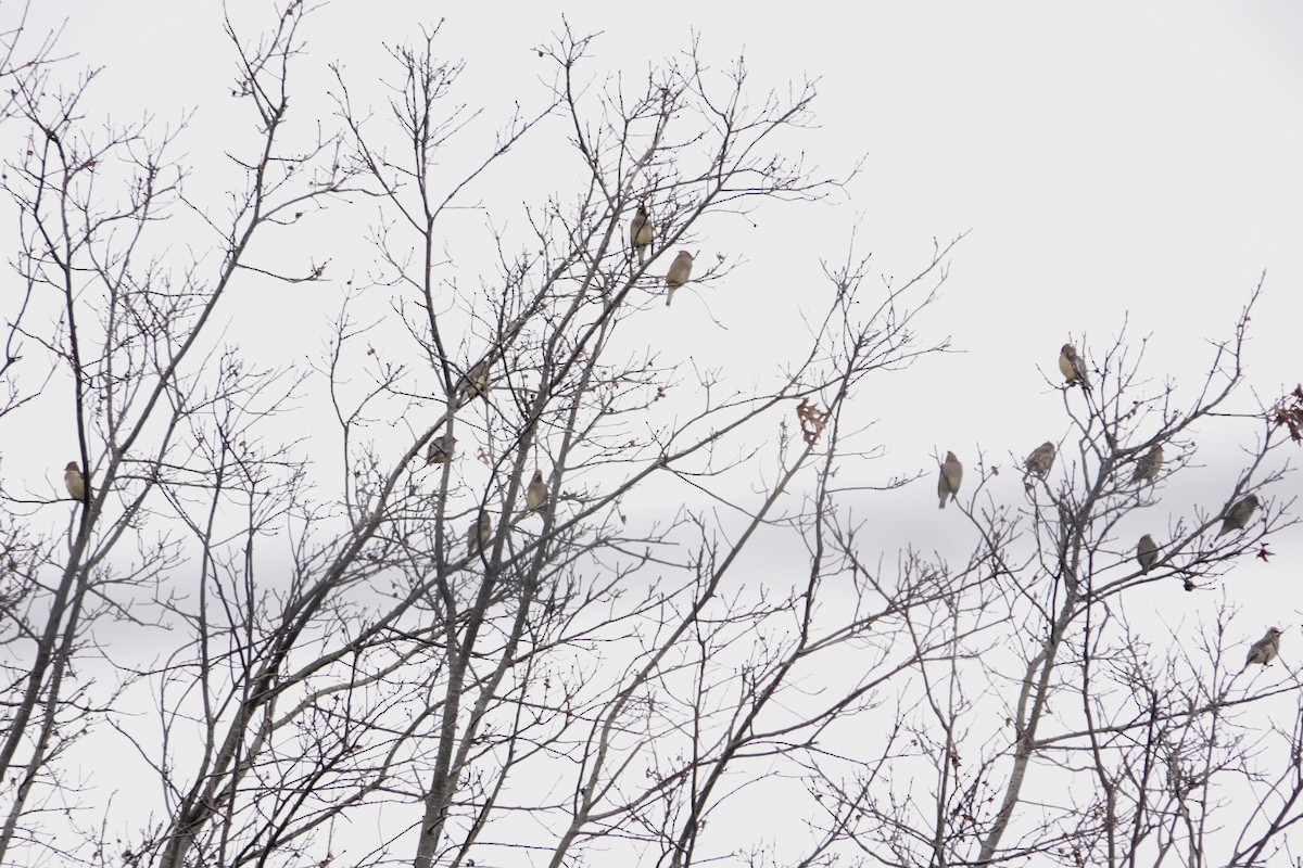 Cedar Waxwing - ML646854980