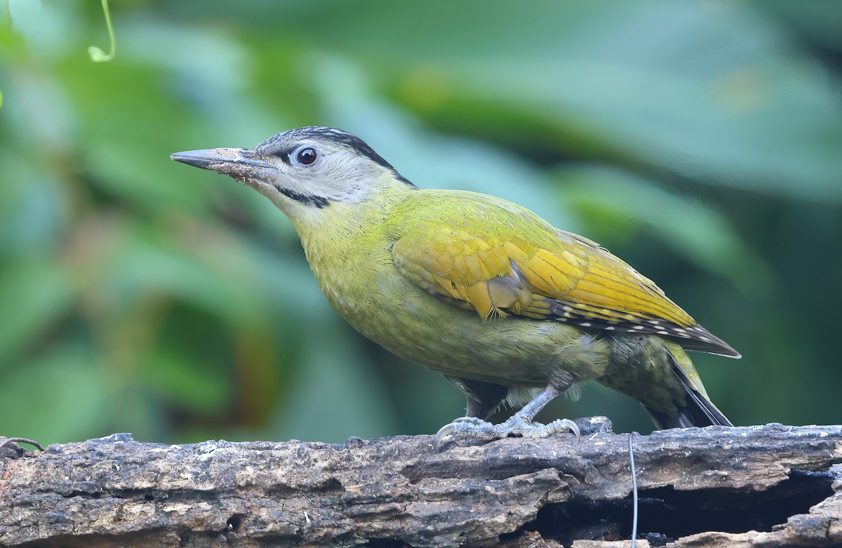 Gray-headed Woodpecker - ML646854985