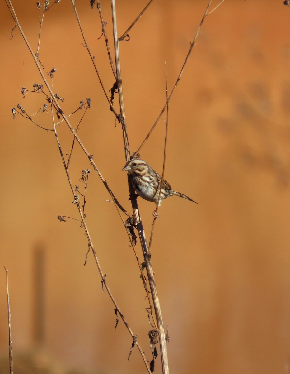 Song Sparrow - ML646854990