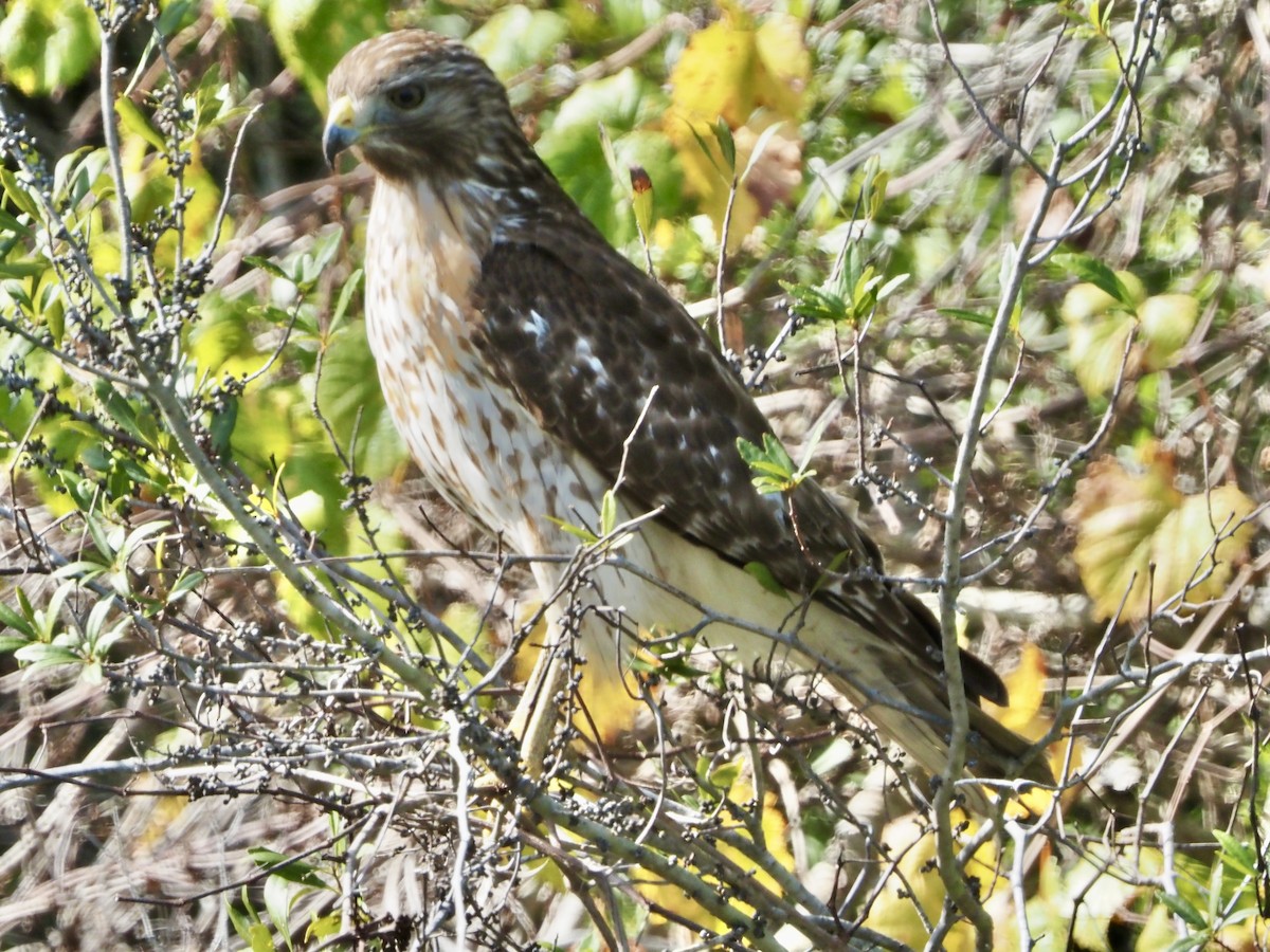 Red-shouldered Hawk - ML646854998