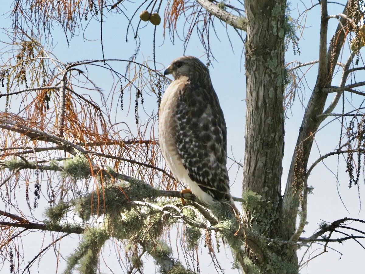 Red-shouldered Hawk - ML646854999