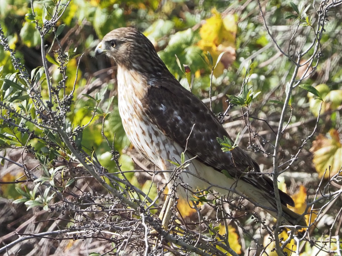 Red-shouldered Hawk - ML646855000