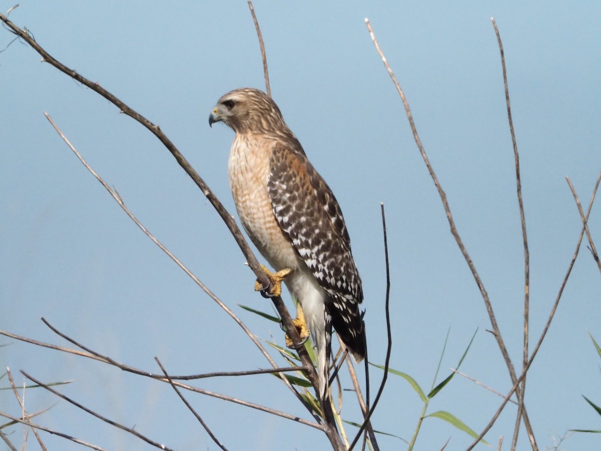 Red-shouldered Hawk - ML646855001