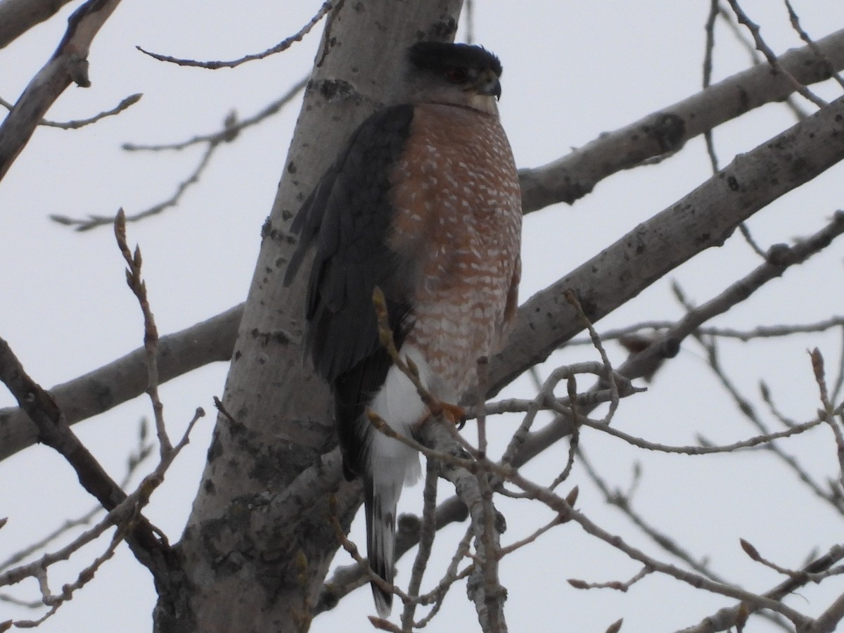 Cooper's Hawk - ML646855002