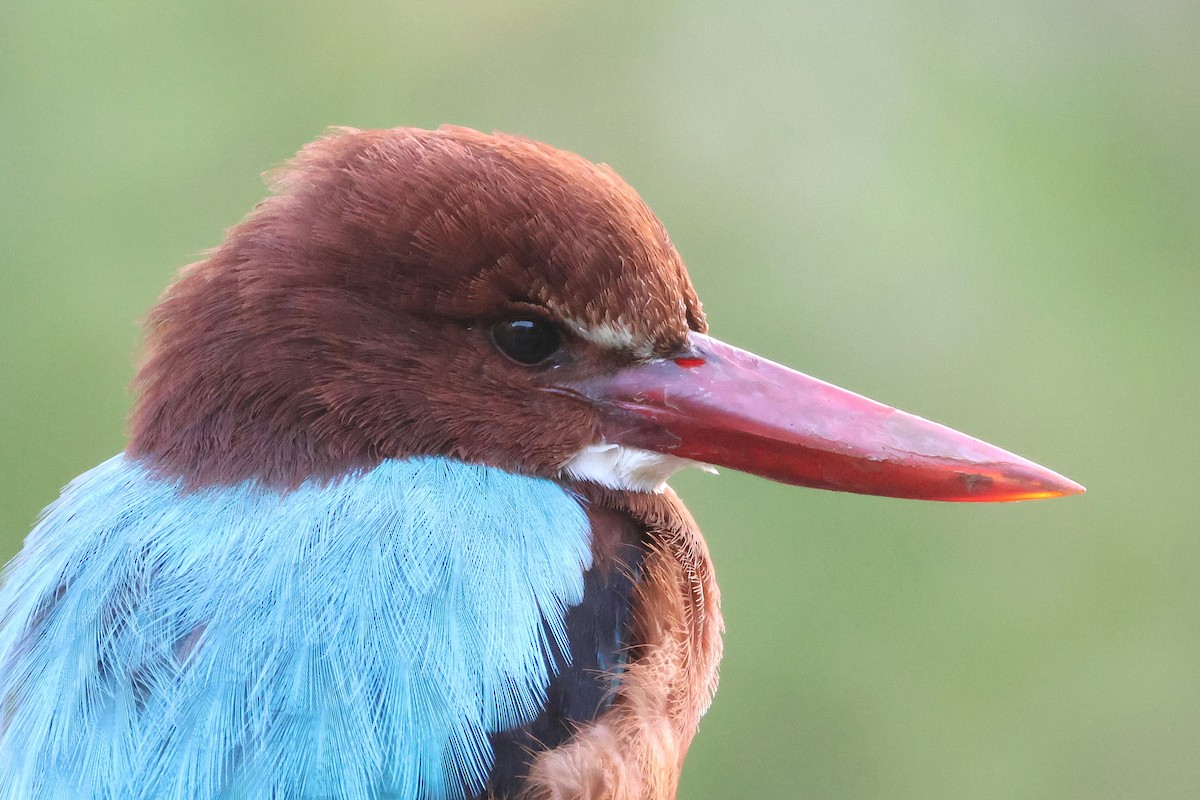 Красноносый зимородок - ML646855003