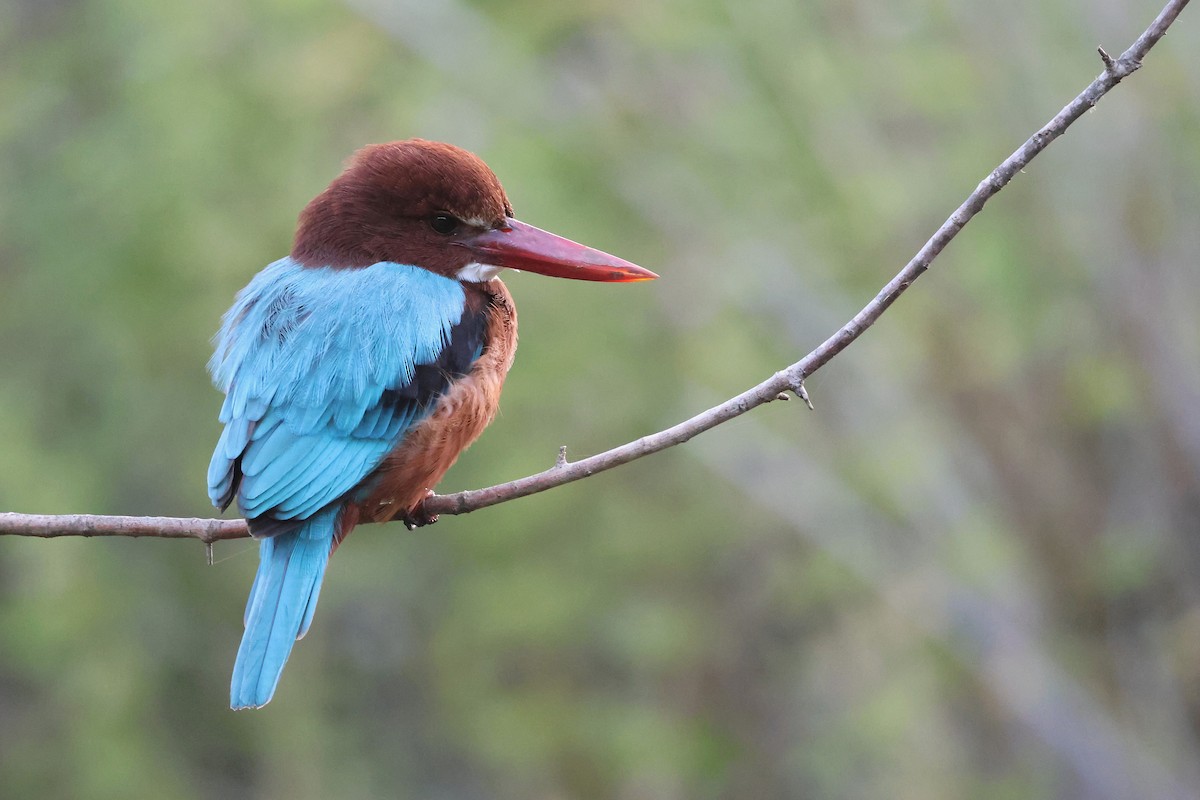 Martin-chasseur de Smyrne - ML646855005