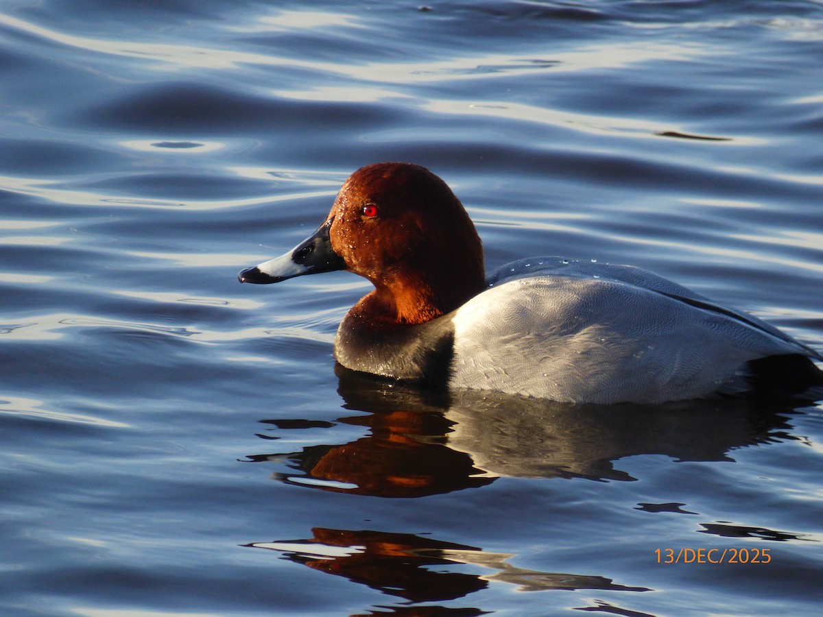 taffeland - ML646855010