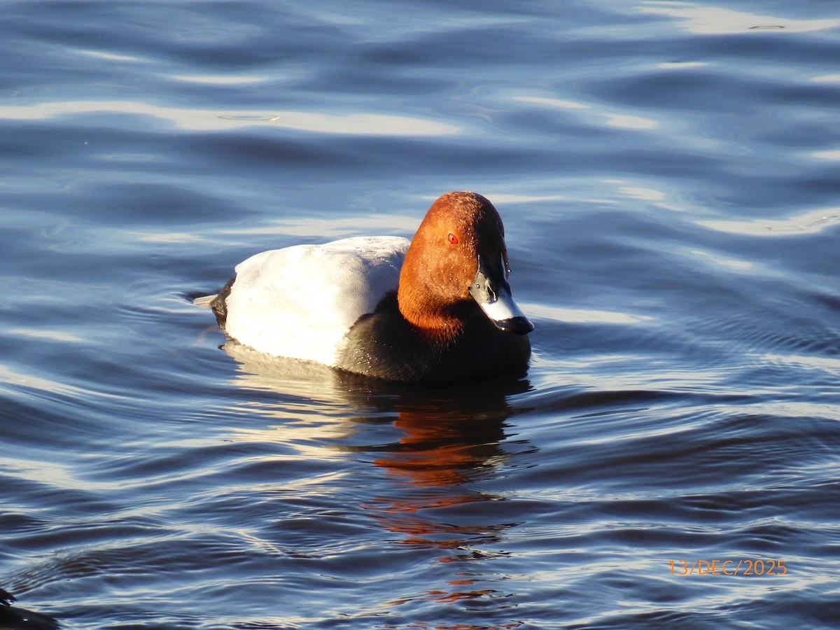 Fuligule milouin - ML646855011