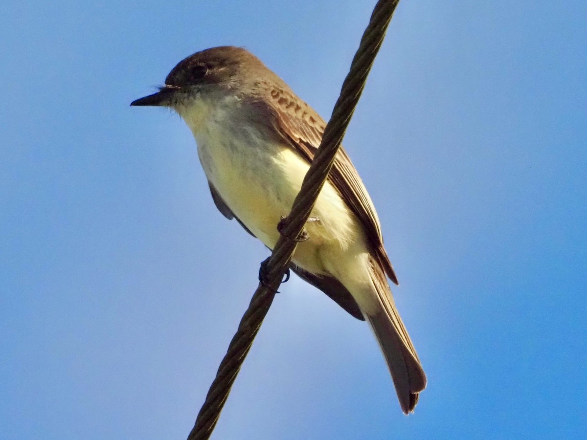 Eastern Phoebe - ML646855012