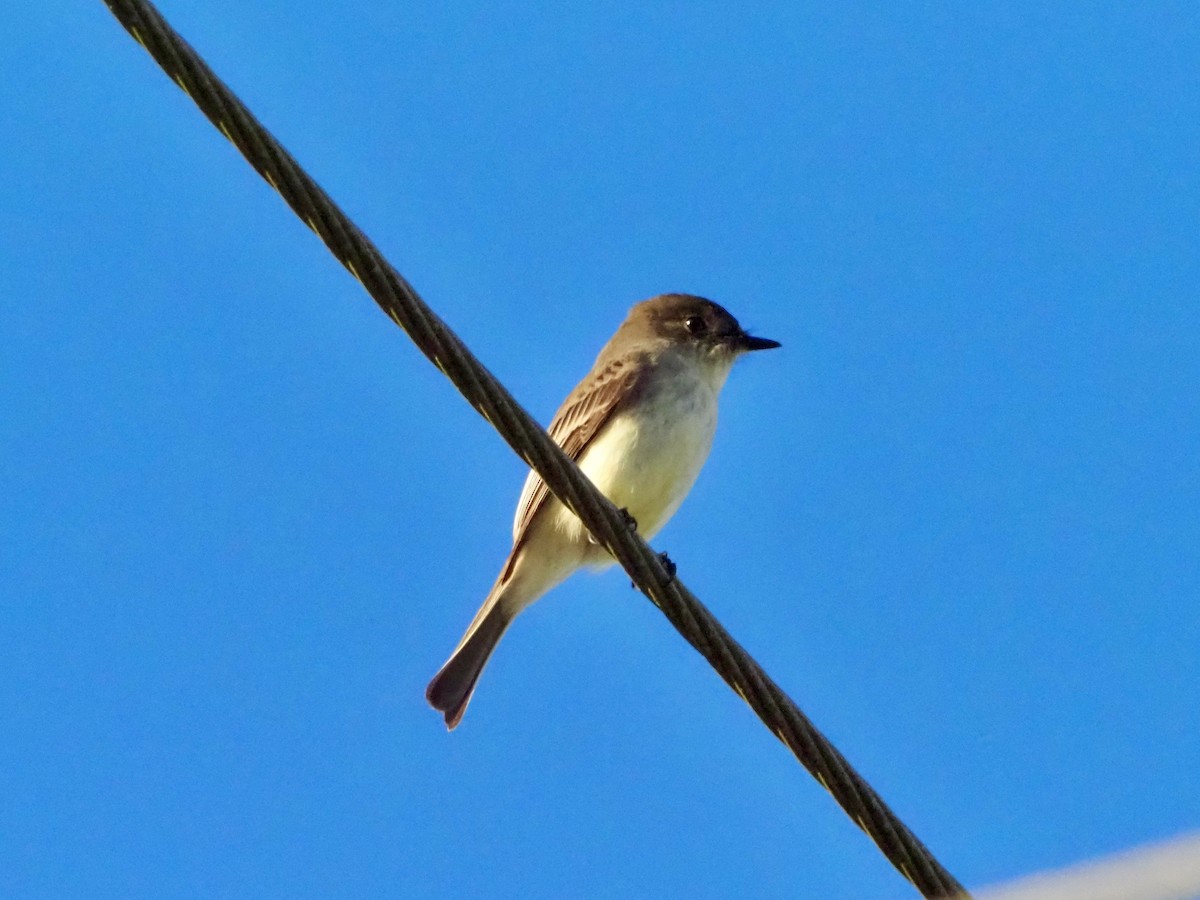 Eastern Phoebe - ML646855013