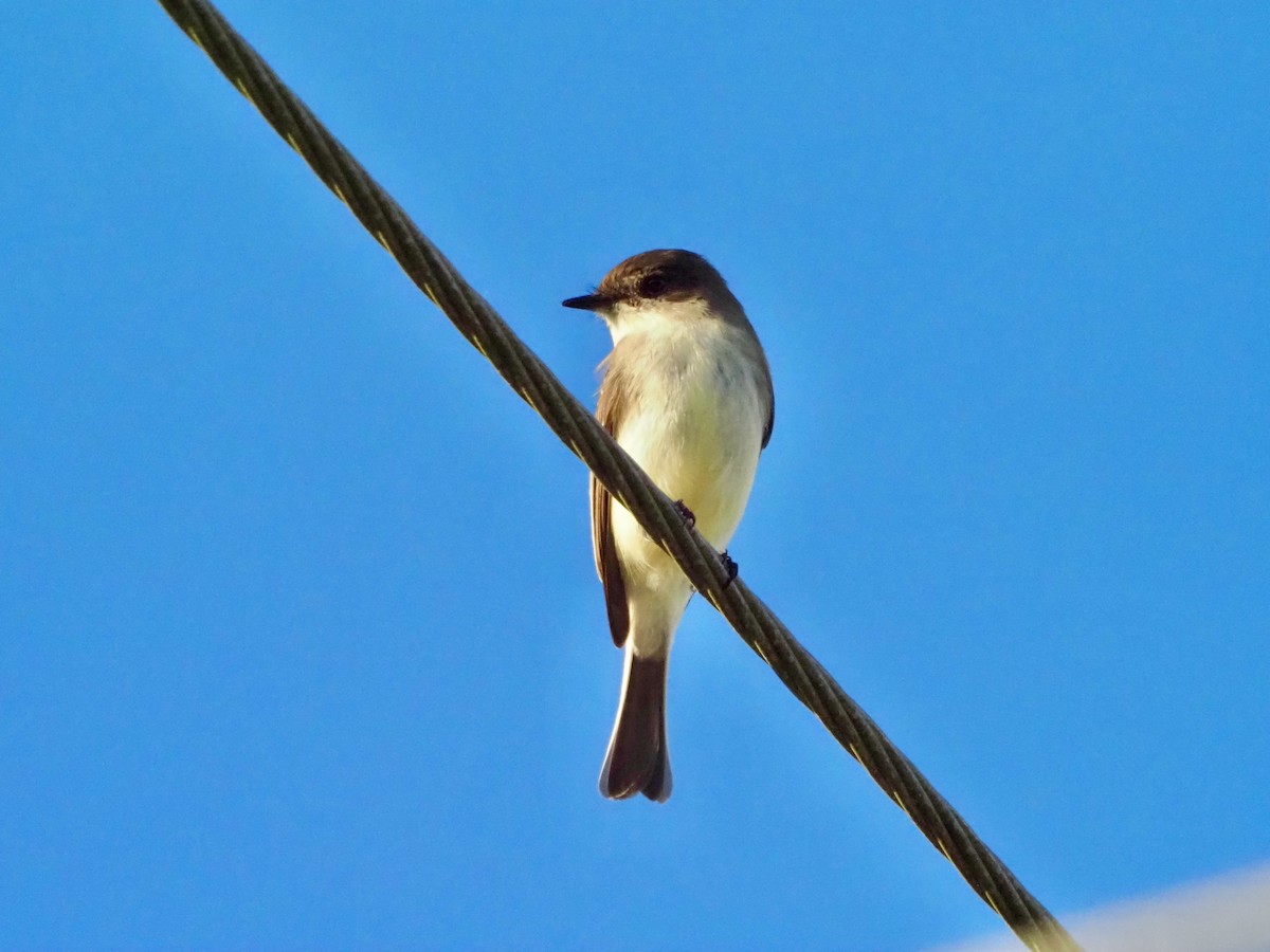 Eastern Phoebe - ML646855014