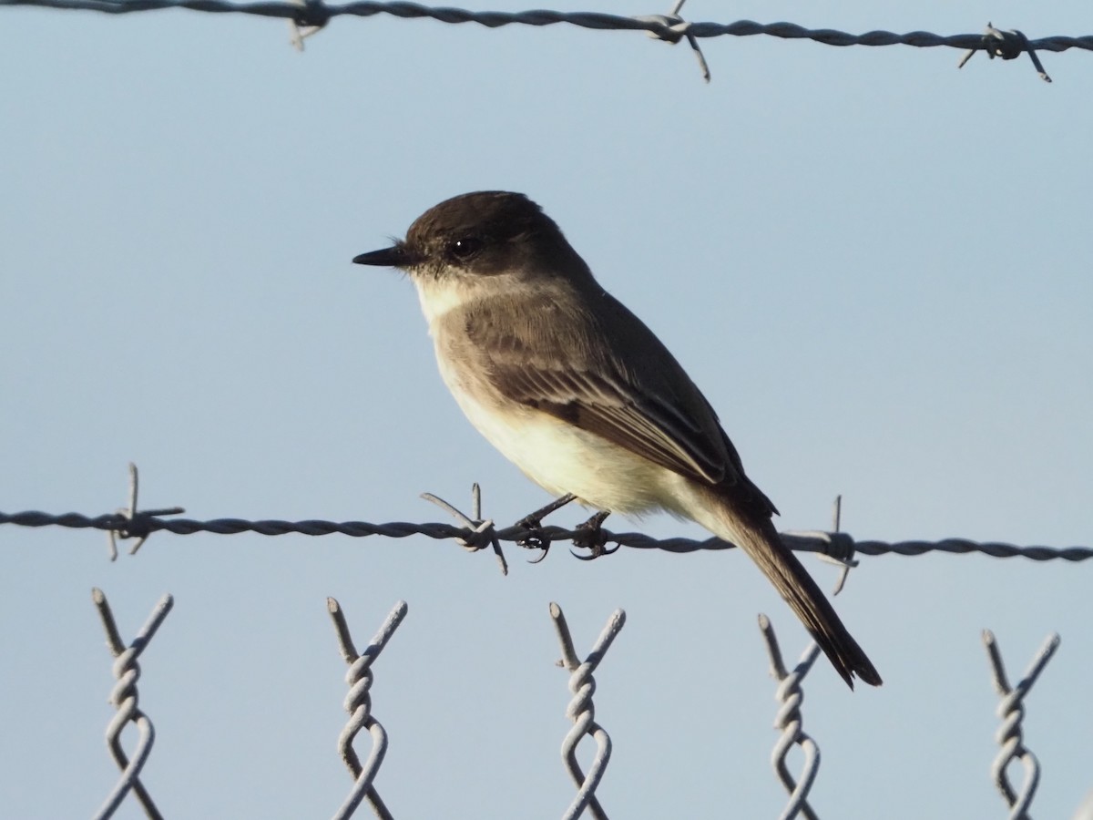 Eastern Phoebe - ML646855015