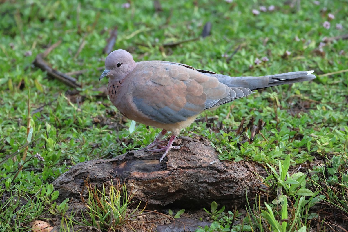 Tourterelle maillée - ML646855016