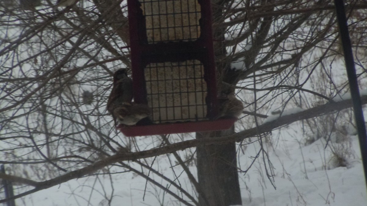 Moineau domestique - ML646855017