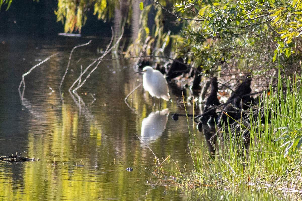 Aigrette neigeuse - ML646855019