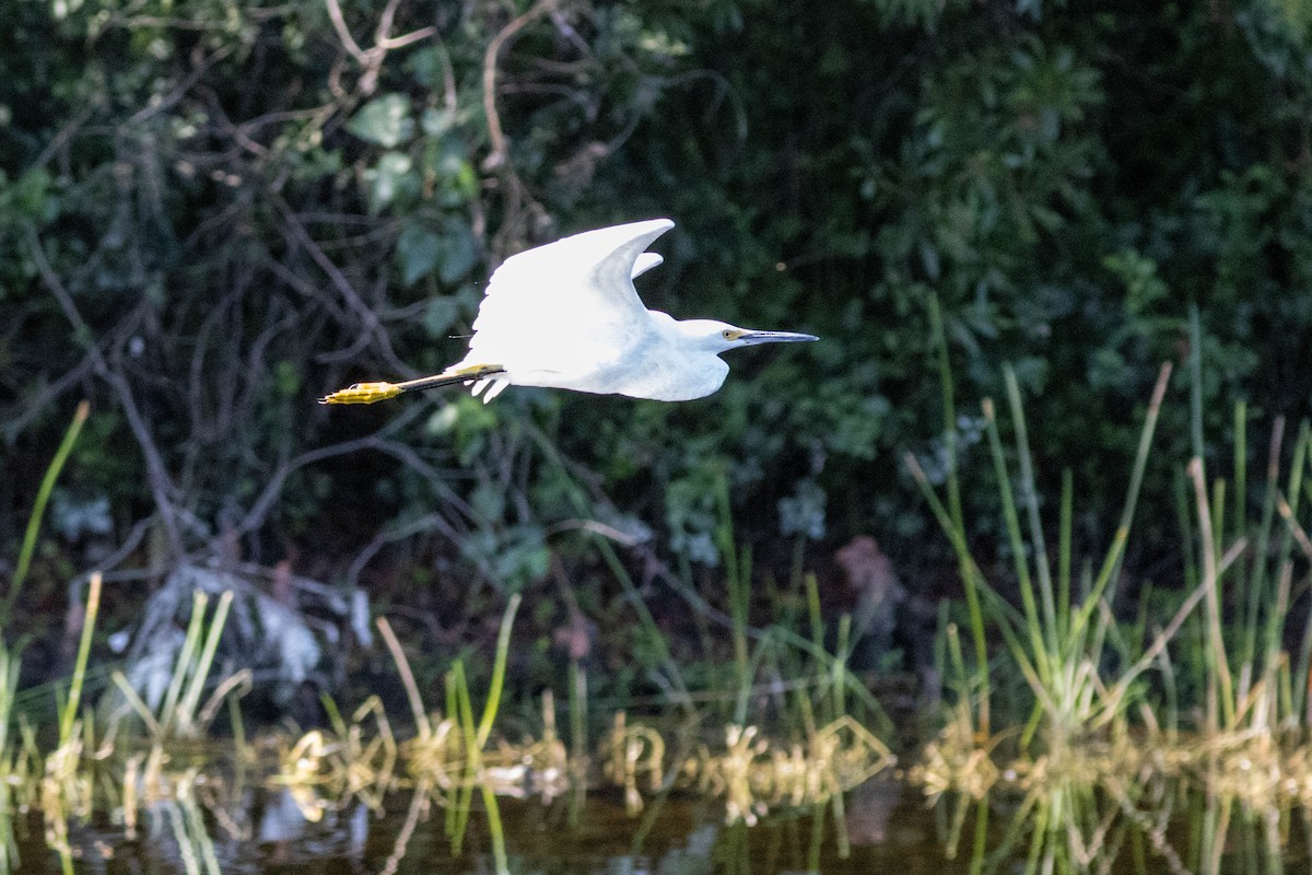 Aigrette neigeuse - ML646855020