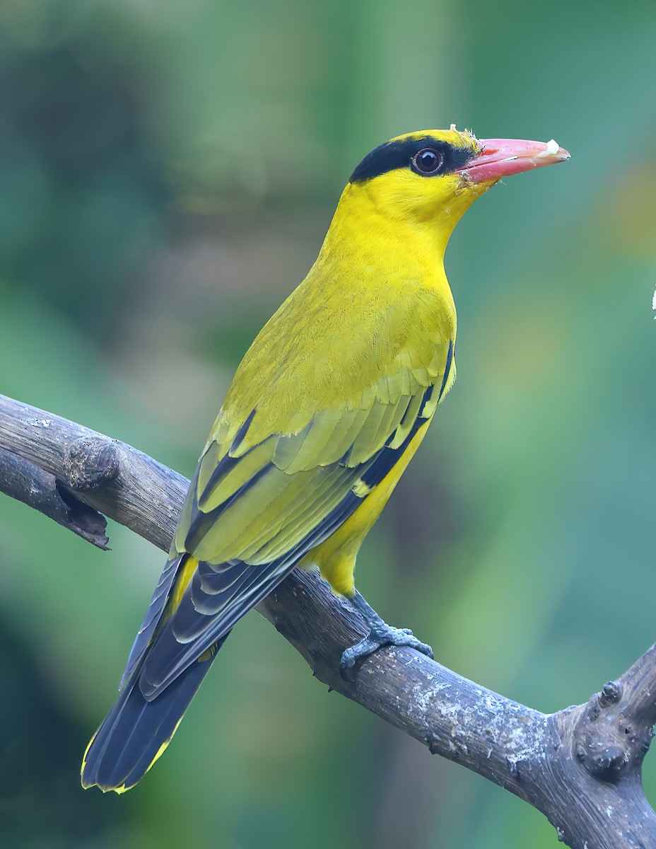 Loriot de Chine - ML646855021