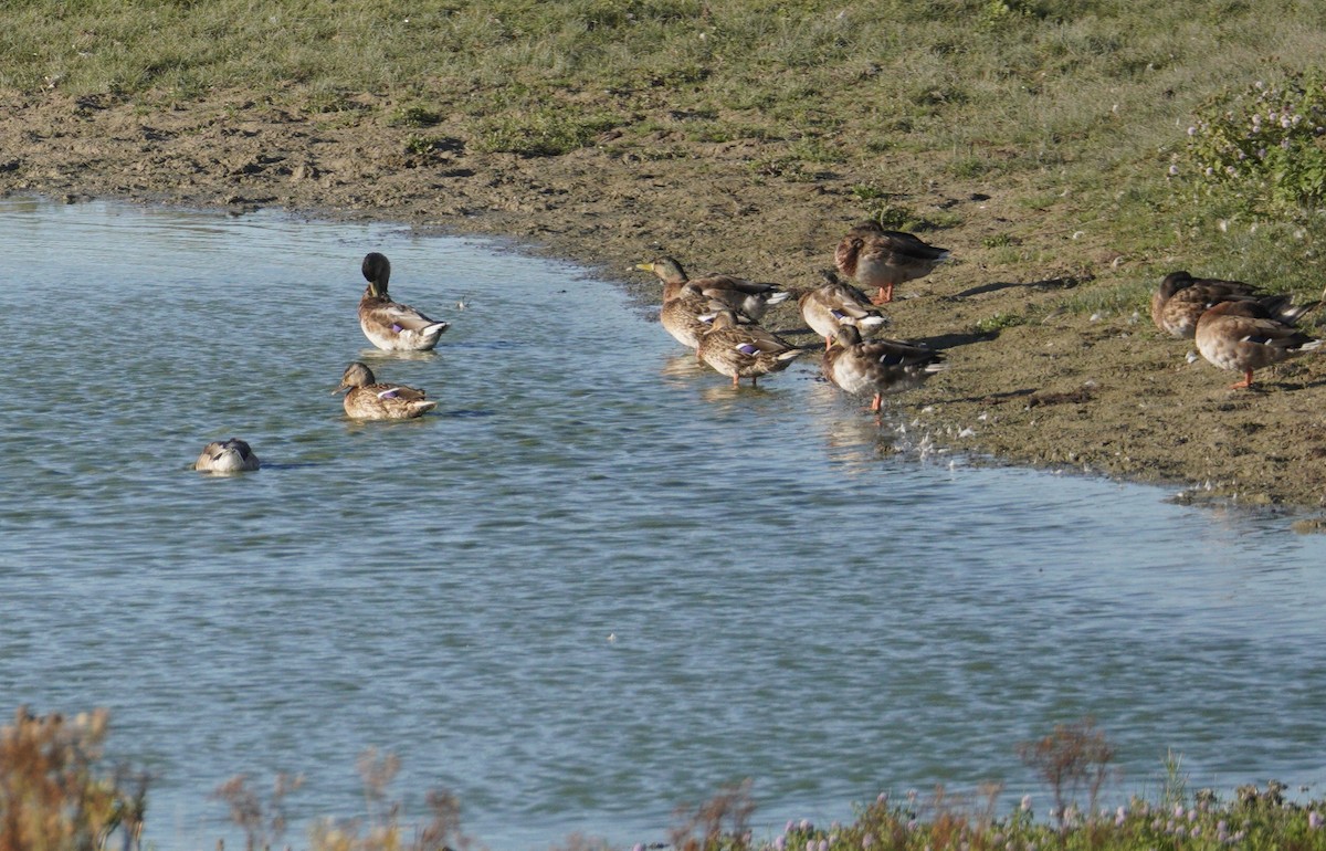Canard colvert - ML646855023
