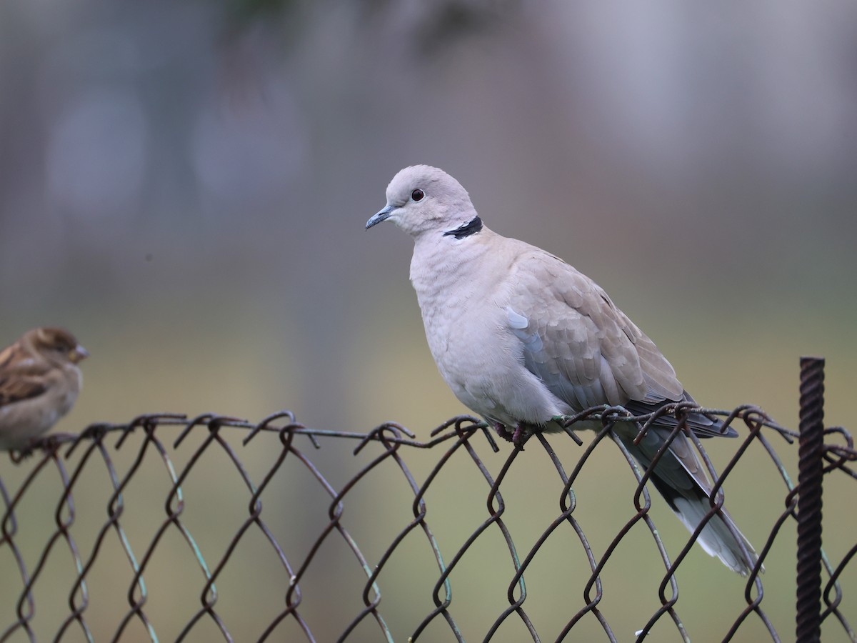 Tourterelle turque - ML646855024