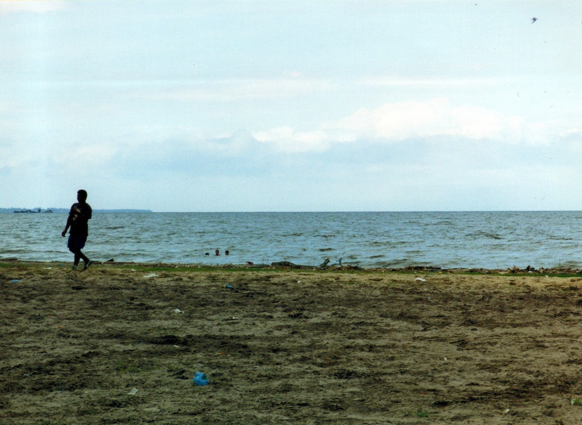 sterne sp. - ML646855027