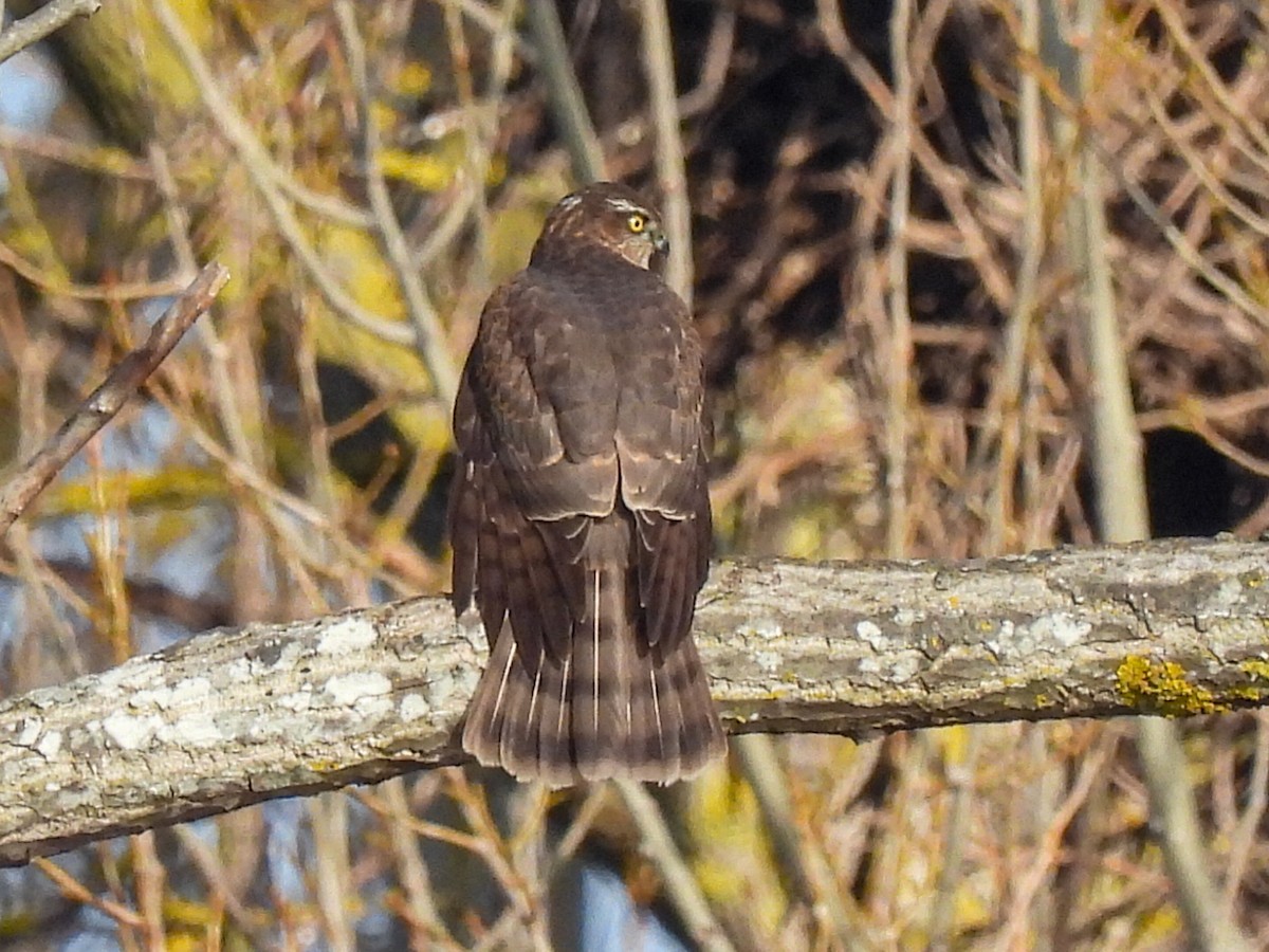 Épervier d'Europe - ML646855028