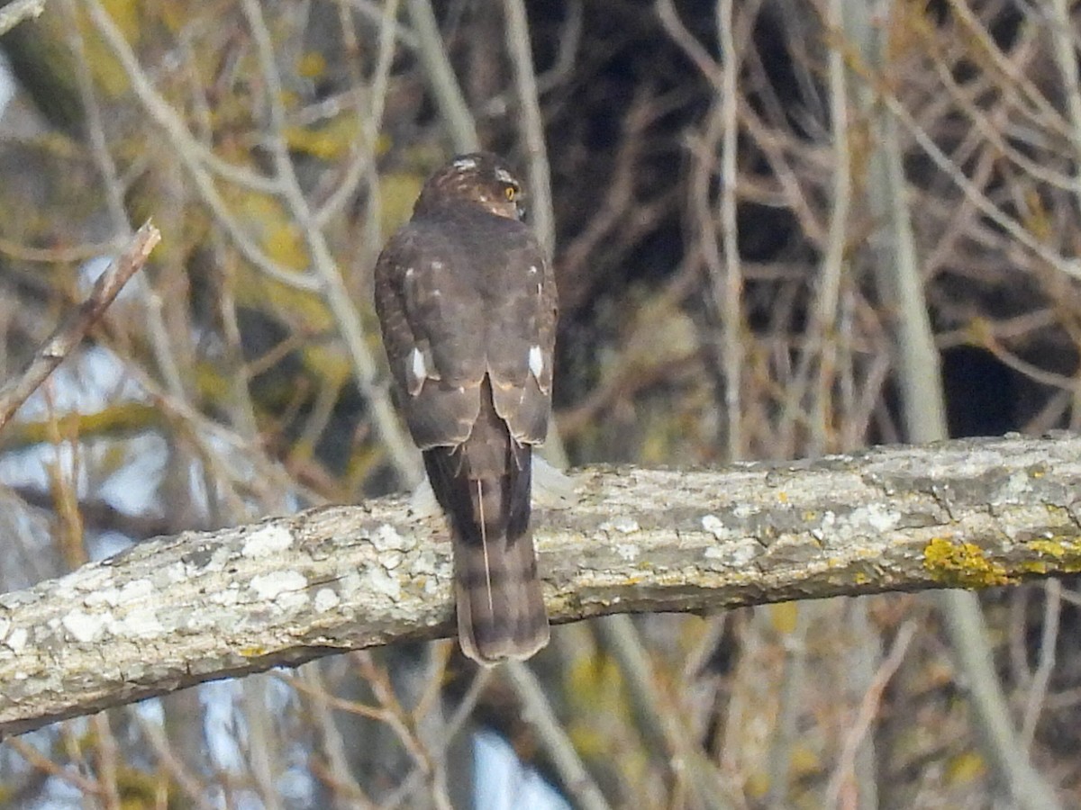 Épervier d'Europe - ML646855030