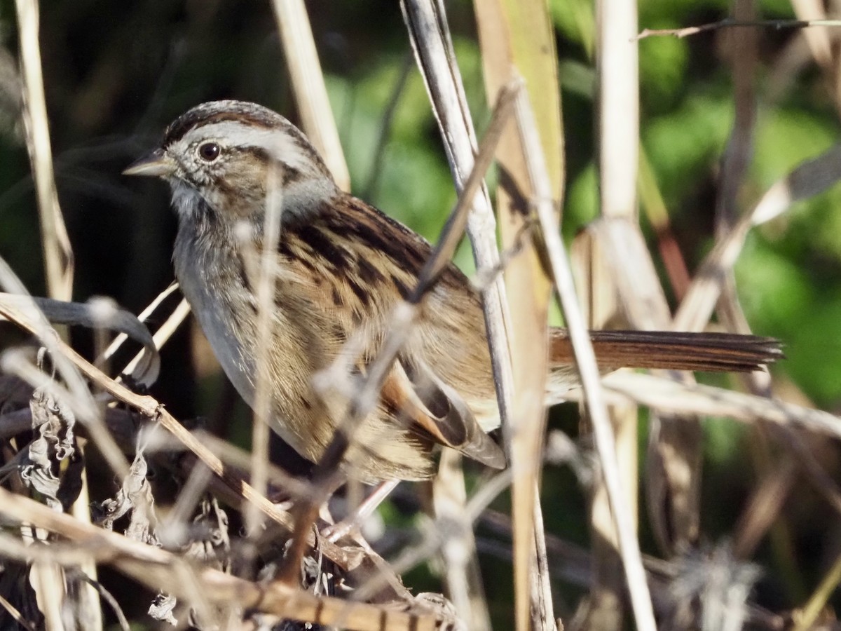 Swamp Sparrow - ML646855031