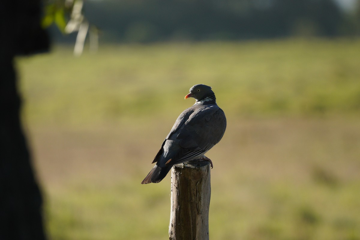 Pigeon ramier - ML646855032