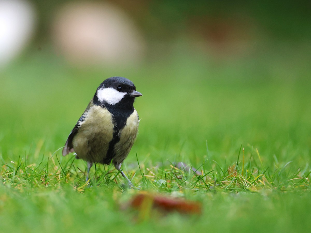 Mésange charbonnière - ML646855035